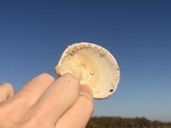 Laevicardium serratum