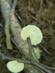 Mycorrhaphium adustum