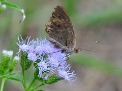 Junonia stemosa