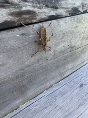 Ancistrocercus circumdatus