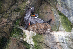 Poikilocarbo gaimardi