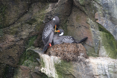 Poikilocarbo gaimardi