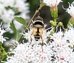 Palpada pusilla
