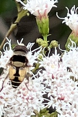 Palpada pusilla