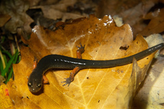 Plethodon cheoah