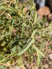 Tragia ramosa