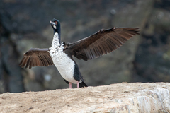 Leucocarbo bougainvillii