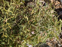 Tragia ramosa