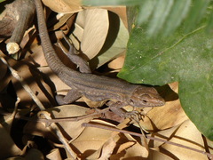 Gallotia galloti galloti