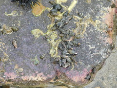 Cerithium gallapaginis