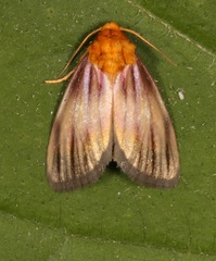 Eulithosia plesioglauca