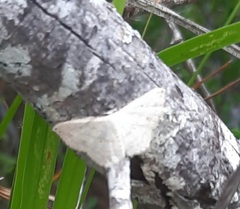 Scopula umbilicata