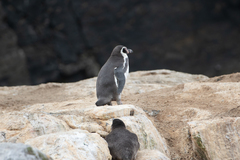 Spheniscus humboldti