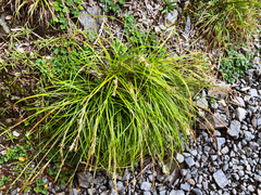 Carex chrysolepis