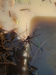 Dolomedes