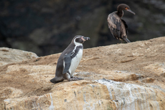 Spheniscus humboldti