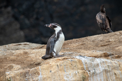 Spheniscus humboldti