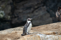 Spheniscus humboldti