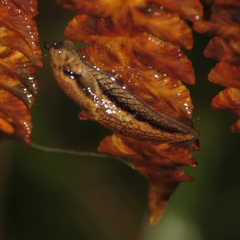 Prophysaon vanattae