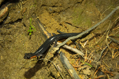 Plethodon jordani