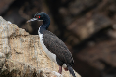 Leucocarbo bougainvillii