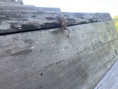 Ancistrocercus circumdatus