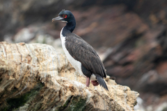 Leucocarbo bougainvillii