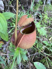 Nepenthes bicalcarata