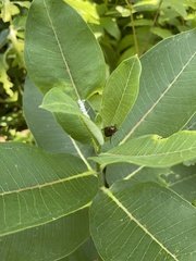 Popillia japonica