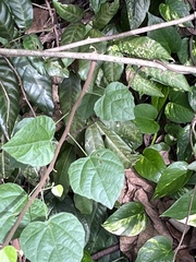 Mallotus repandus