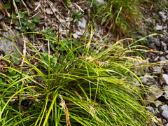 Carex chrysolepis
