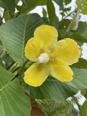 Dillenia suffruticosa