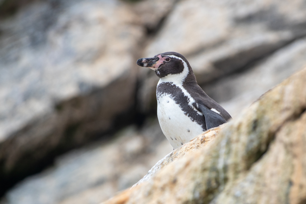 Humboldt penguin perched on a rock ledge, looking to one side