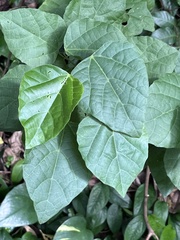 Mallotus repandus