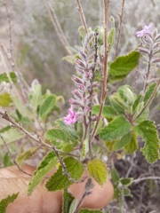 Aloysia macrostachya