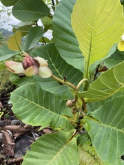 Dillenia suffruticosa
