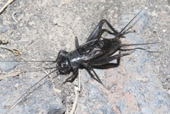 Gryllus leei