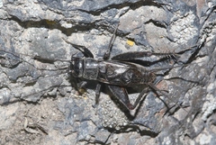 Gryllus leei