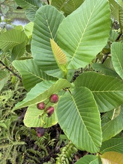 Dillenia suffruticosa