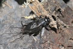 Gryllus leei