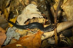 Plethodon cheoah