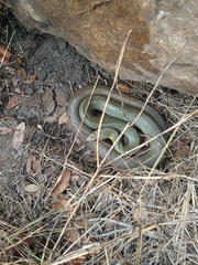 Coluber constrictor flaviventris