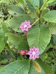 Dillenia suffruticosa