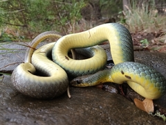 Coluber constrictor flaviventris