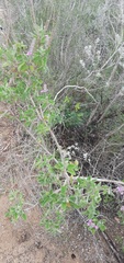 Aloysia macrostachya
