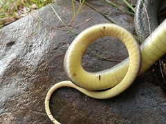 Coluber constrictor flaviventris