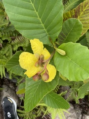 Dillenia suffruticosa
