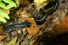 Plethodon teyahalee