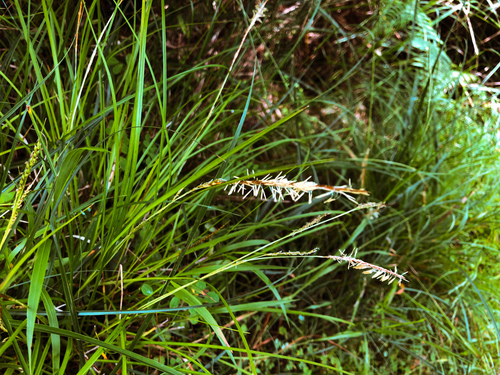 Carex chrysolepis iNat (2)