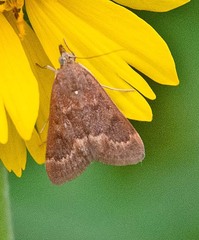 Achyra rantalis